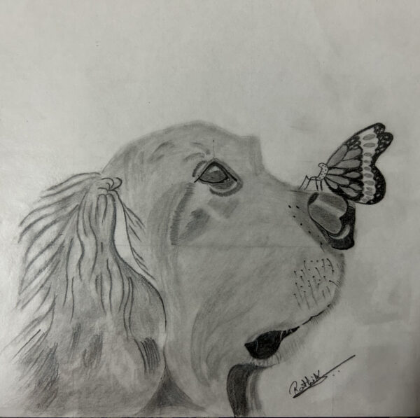 Pet Sketch